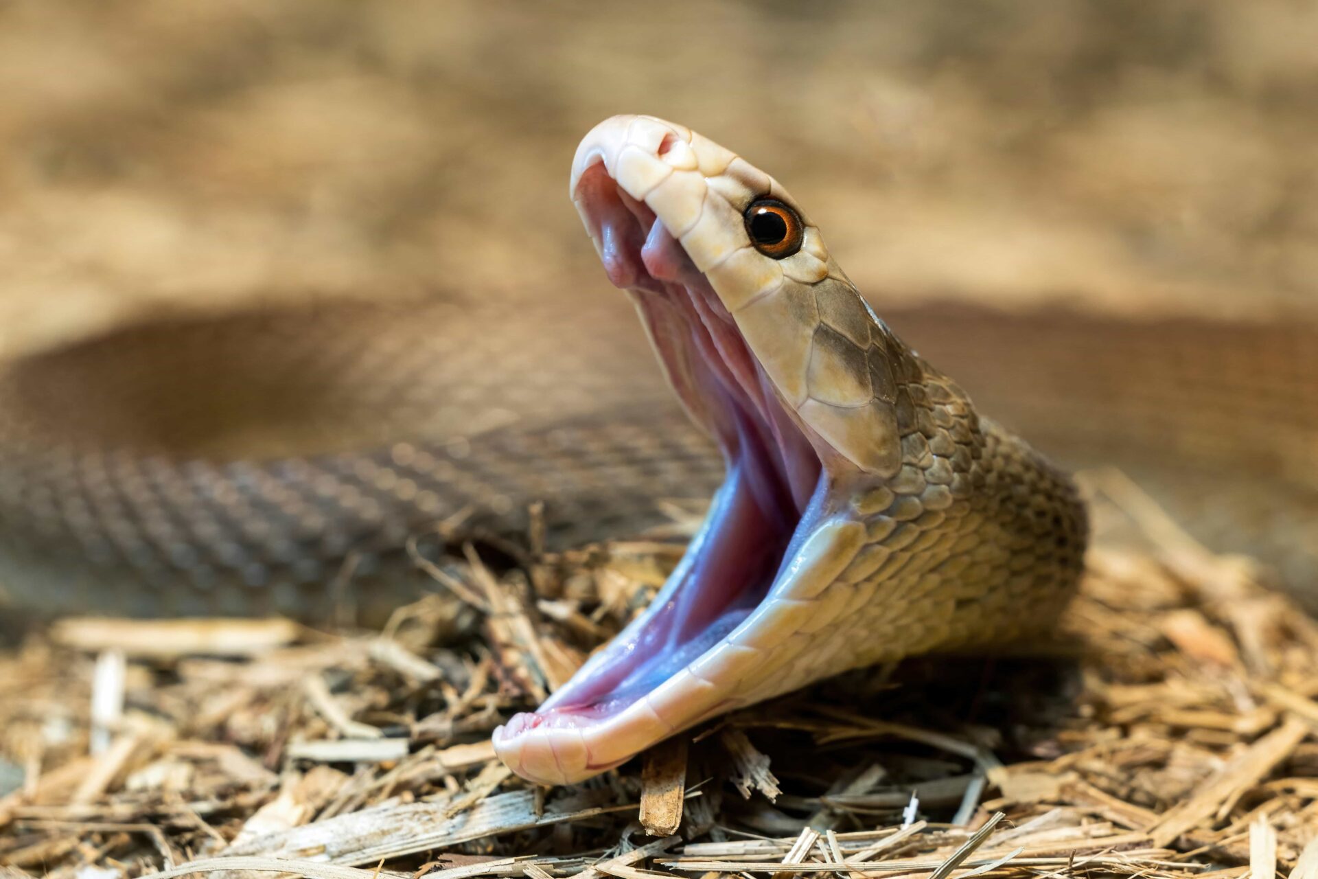 Snake bite first aid